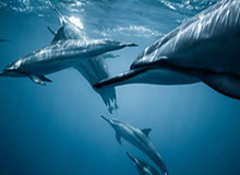 完美体育官网-开云体育：让热爱照进日常的智慧舞台